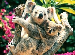 Dwa, Misie, Koala, Drzewo