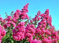 Lagerstroemia, Różowa