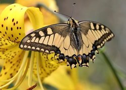 Motyl, Paź królowej, Lilia tygrysia