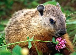 Nutria, Brązowe, Futerko, Kwiatek