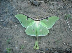 Zielony, Motyl, Liść
