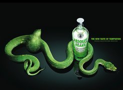 Wódka, Absolut, Zielony, Wąż