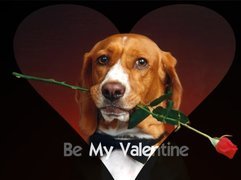 Czerwona, Róża, Pies, Be My Valentine