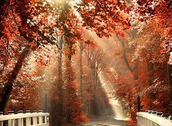 Jesień, Most, Droga, Światło