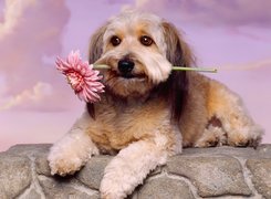 Różowa, Gerbera, Pies, Lhasa Apso