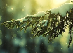 Gałązka, Drzewo, Śnieg