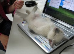 Kot, Klawiatura, Laptop, Odpoczynek
