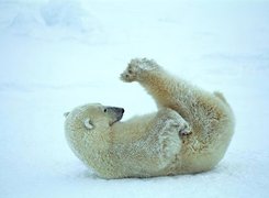 Niedźwiedź, Polarny, Gimnastyka