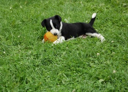 Szczeniak, Piłeczka, Trawa, Border Collie