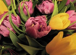 Różowe, Żółte, Tulipany