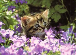 Mały, Kociak, Fioletowe, Kwiatki