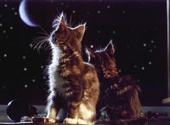 Dwa, Koty, Księżyc, Gwiazdy