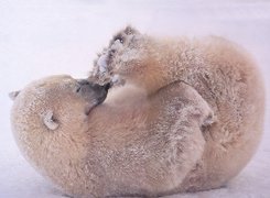 Niedźwiadek, Polarny, Śnieg