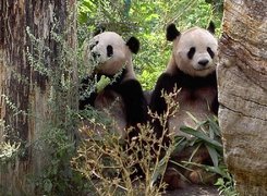 Dwa, Misie, Panda, Drzewa