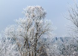 Zaśnieżone, Drzewo