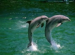 Dwa, Delfiny, Skok