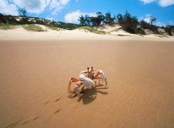 Krab, Plaża