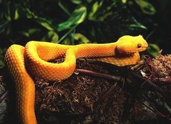 Pomarańczowy, Wąż