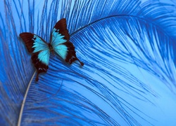 Kolorowy, Motyl, Niebieskie, Pióro