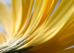 Żółte, Płatki, Kwiatu