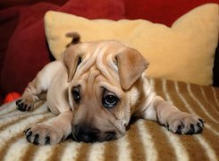 Zmarszczki, Shar Pei