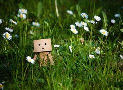 Danbo, Trawa, Stokrotki