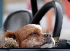 Pies, Okno, Cavalier King Charles spaniel