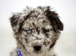 Owczarek australijski-australian shepherd