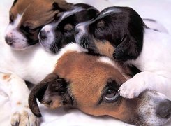 Psia, Mama, Szczeniaki, Beagle