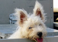 Dandie Dinmont Terrier