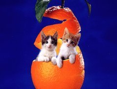 Dwa, Małe, Kotki, Pomarańcza