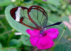 Amarantowy, Kwiat, Motyl, Greta Oto