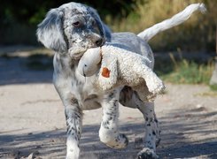 Pies,  Owczarek australijski, Australian shepherd