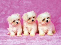 Trzy, Psiaki, Bichon frise