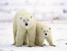 Niedźwiedzie, Polarne, Mama, Młode