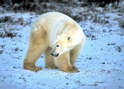 Niedźwiedź, Polarny, Futro