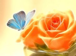 Pomarańczowa, Róża, Motyl