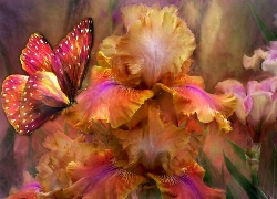 Kwiaty, Kolorowy, Motyl