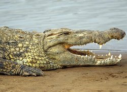 Krokodyl, Ostre, Zęby