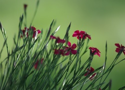 Kwiaty, Trawy, Łąka