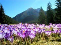 Krokusy, Tatry