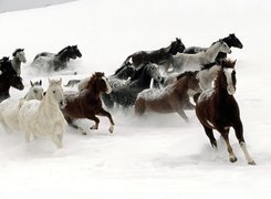 Stado, Koni, Śnieg