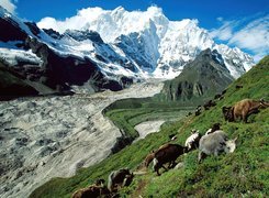 Tybet, Góry, Pastwisko