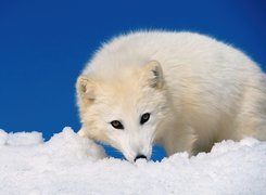 Biały, Lis, Polarny