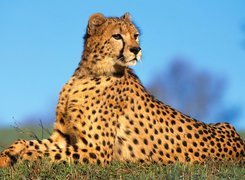 Gepard, Ciemne, Cętki