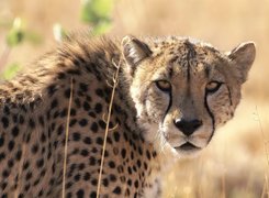 Gepard, Uszy