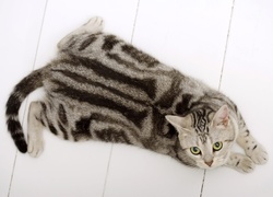Pasiasty, Kotek, Ocicat