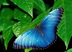 Niebieski, Motyl, Zielone, Liście