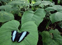 Motyl, Duże, Liście