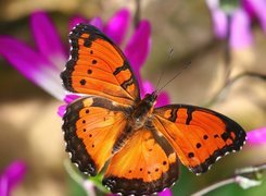 Pomarańczowo, Czarny, Motyl